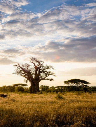 club faune voyages conception site web (10)